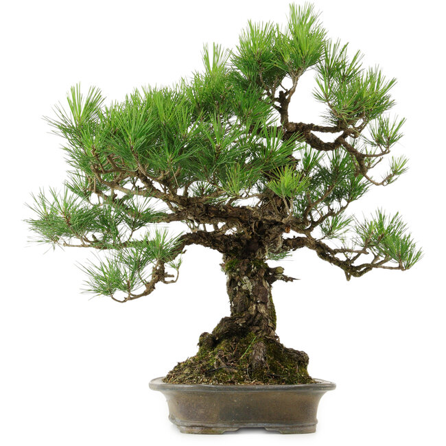 Pinus thunbergii, 60 cm, ca. 40 Jahre alt, mit einem Wurzelhals von 18 cm