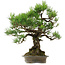 Pinus thunbergii, 60 cm, ± 40 jaar oud, met een nebari van 18 cm.