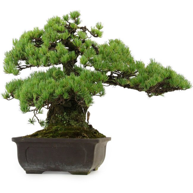 Pinus parviflora, 41 cm, ± 30 años de edad, con un nebari de 23 cm