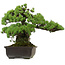 Pinus parviflora, 41 cm, ± 30 jaar oud, met een nebari van 23 cm.