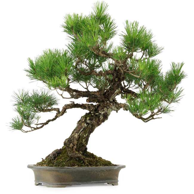 Pinus thunbergii, 60 cm, ± 40 anni, con nebari di 18 cm