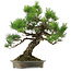 Pinus thunbergii, 60 cm, ± 40 jaar oud, met een nebari van 18 cm.