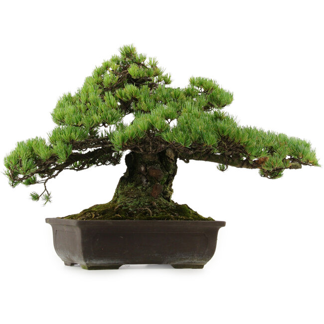 Pinus parviflora, 41 cm, ± 30 Jahre alt, mit einem Wurzelansatz von 23 cm