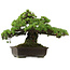 Pinus parviflora, 41 cm, ± 30 anni, con nebari di 23 cm