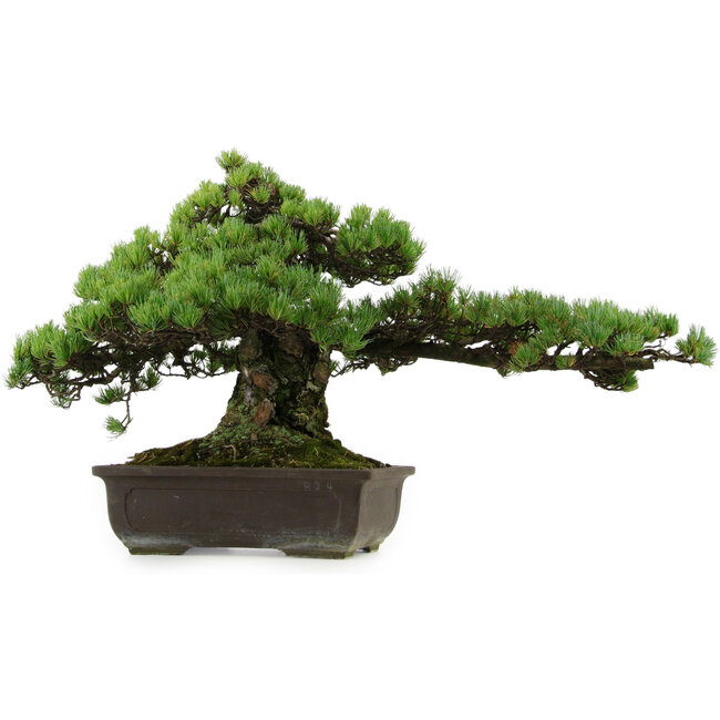 Pinus parviflora, 41 cm, ± 30 years old, with a nebari of 23 cm