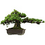 Pinus parviflora, 41 cm, ± 30 ans, avec un nebari de 23 cm