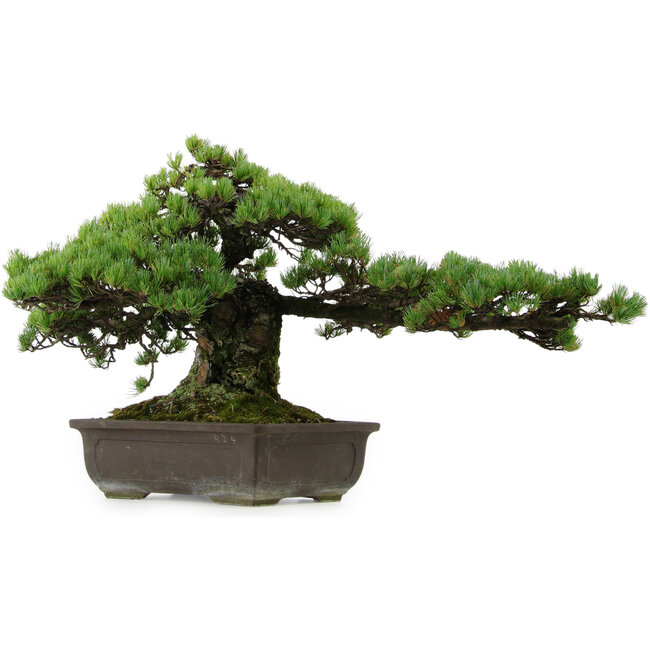 Pinus parviflora, 41 cm, ± 30 años de edad, con un nebari de 23 cm