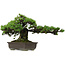Pinus parviflora, 41 cm, ± 30 Jahre alt, mit einem Wurzelansatz von 23 cm