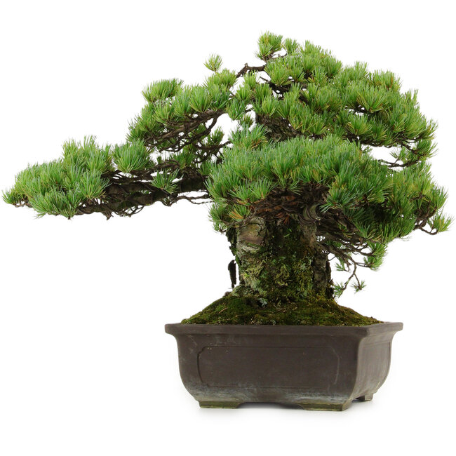 Pinus parviflora, 41 cm, ± 30 Jahre alt, mit einem Wurzelansatz von 23 cm