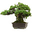 Pinus parviflora, 41 cm, ± 30 years old, with a nebari of 23 cm