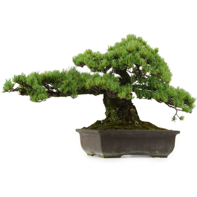 Pinus parviflora, 41 cm, ± 30 jaar oud, met een nebari van 23 cm.