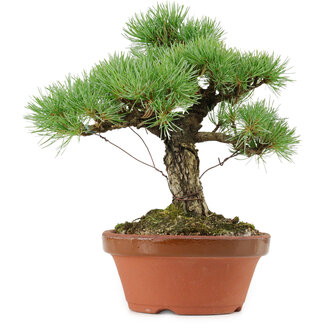 Pinus parviflora, 23 cm, ± 20 anni