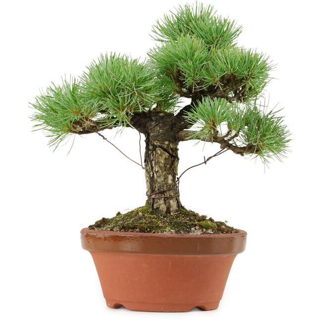 Pinus parviflora, 23 cm, ± 20 years old, with a nebari of 6 cm