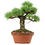 Pinus parviflora, 23 cm, ± 20 anni, con nebari di 6 cm