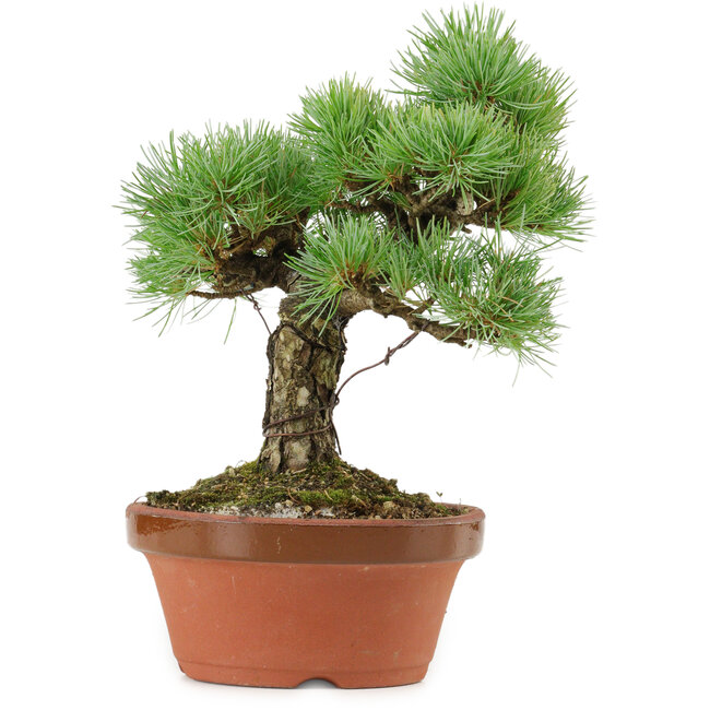 Pinus parviflora, 23 cm, ± 20 anni, con nebari di 6 cm