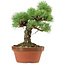 Pinus parviflora, 23 cm, ± 20 años de edad, con un nebari de 6 cm