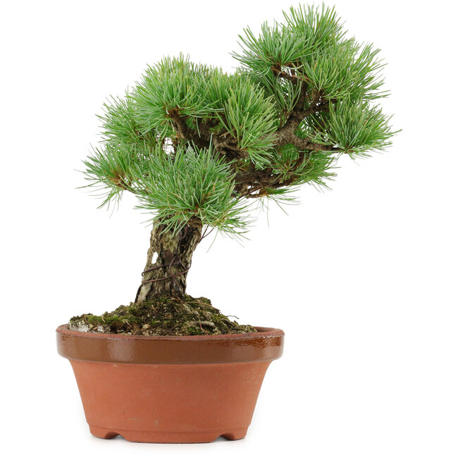 Pinus parviflora, 23 cm, ± 20 años de edad, con un nebari de 6 cm