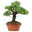 Pinus parviflora, 23 cm, ± 20 anni, con nebari di 6 cm