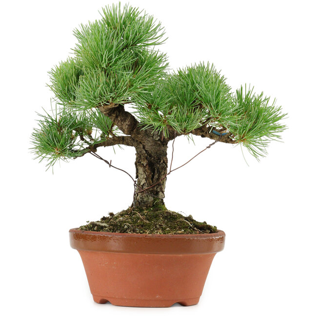 Pinus parviflora, 23 cm, ± 20 años de edad, con un nebari de 6 cm