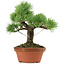 Pinus parviflora, 23 cm, ± 20 años de edad, con un nebari de 6 cm
