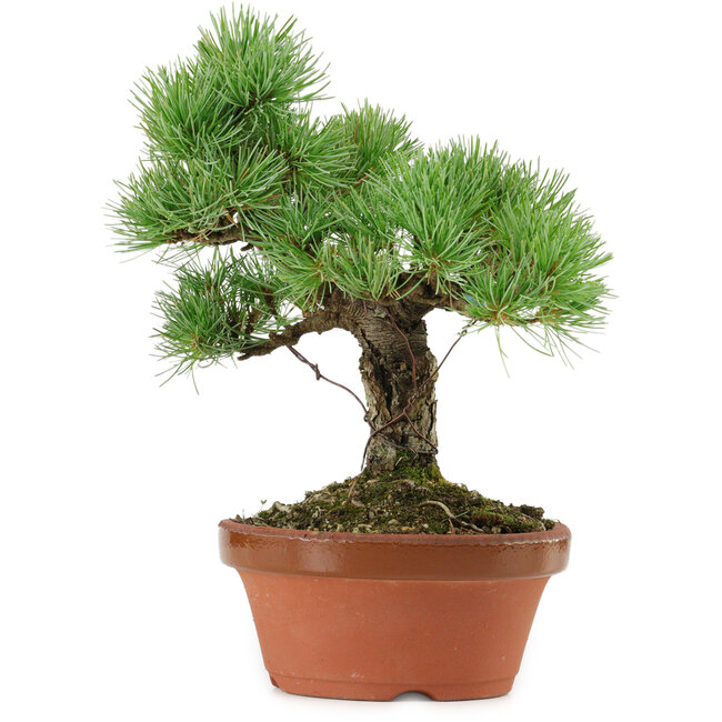 Pinus parviflora, 23 cm, ± 20 años de edad, con un nebari de 6 cm