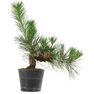 Pinus thunbergii, 26 cm, ± 15 anni