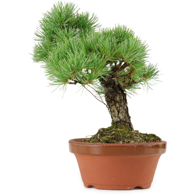 Pinus parviflora, 23 cm, ± 20 jaar oud, met een nebari van 6 cm
