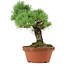 Pinus parviflora, 23 cm, ± 20 jaar oud, met een nebari van 6 cm