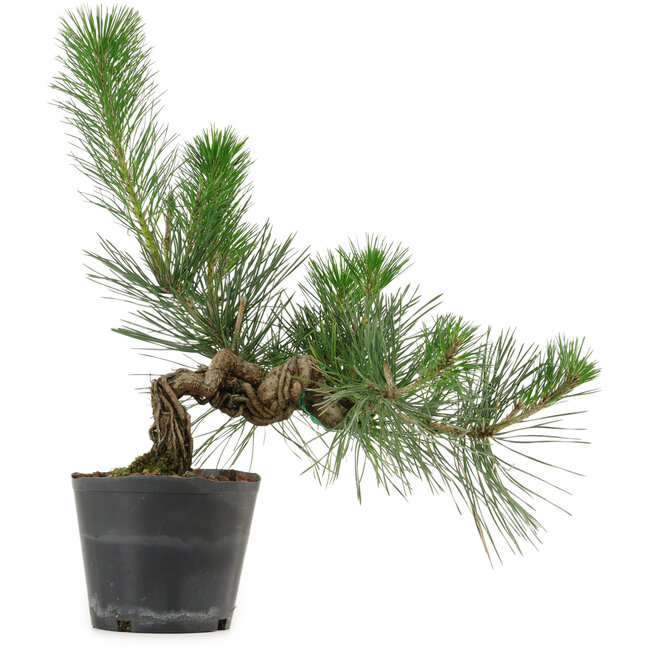 Pinus thunbergii, 26 cm, ± 15 anni