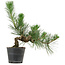 Pinus thunbergii, 26 cm, ± 15 years old