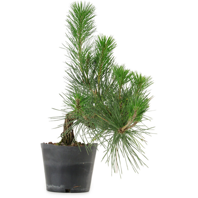 Pinus thunbergii, 26 cm, ± 15 años de edad
