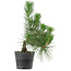 Pinus thunbergii, 26 cm, ± 15 anni