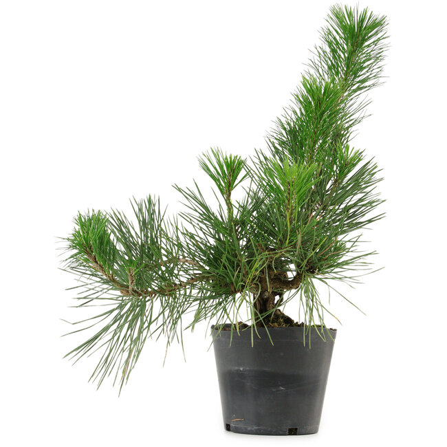 Pinus thunbergii, 26 cm, ± 15 años de edad