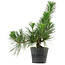 Pinus thunbergii, 26 cm, ± 15 ans