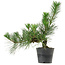 Pinus thunbergii, 26 cm, ± 15 años de edad