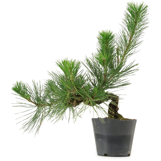 Pinus thunbergii, 26 cm, ± 15 years old