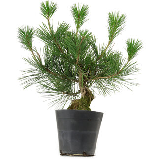 Pinus thunbergii, 30 cm, ± 15 years old