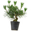 Pinus thunbergii, 30 cm, ± 15 años de edad