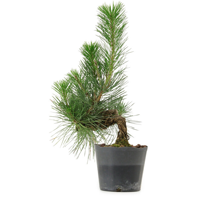 Pinus thunbergii, 26 cm, ± 15 years old