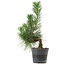 Pinus thunbergii, 26 cm, ± 15 years old
