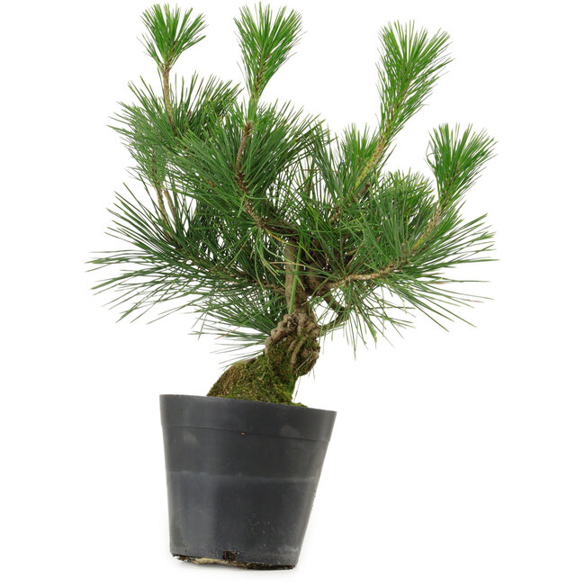 Pinus thunbergii, 30 cm, ± 15 años de edad