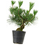 Pinus thunbergii, 30 cm, ± 15 años de edad