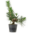 Pinus thunbergii, 26 cm, ± 15 anni