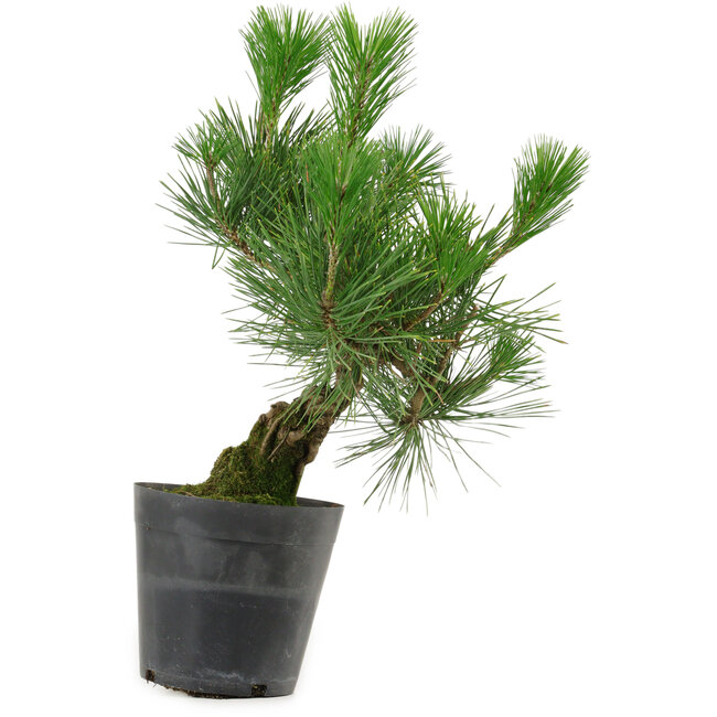 Pinus thunbergii, 30 cm, ± 15 ans
