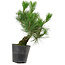 Pinus thunbergii, 30 cm, ± 15 anni