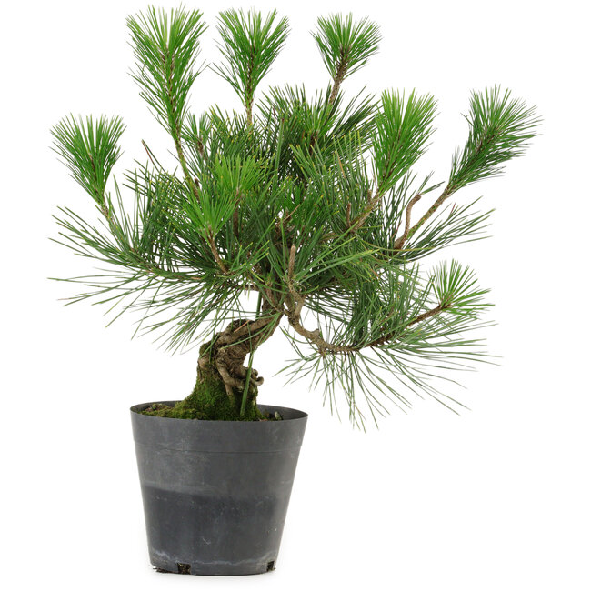 Pinus thunbergii, 30 cm, ± 15 ans
