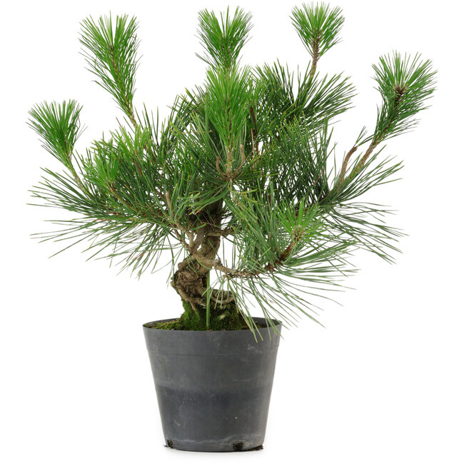 Pinus thunbergii, 30 cm, ± 15 jaar oud