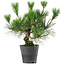 Pinus thunbergii, 30 cm, ± 15 jaar oud