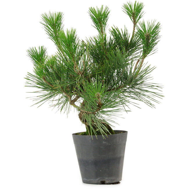 Pinus thunbergii, 30 cm, ± 15 años de edad