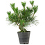 Pinus thunbergii, 30 cm, ± 15 years old